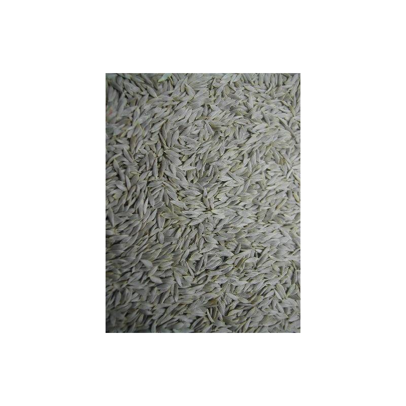 Graines de salade blanche (laitue blanche) 25kg - Grizo