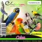 Colza au kg - Ornibird