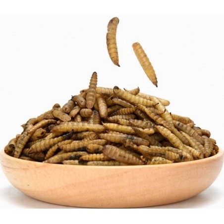 Larves de mouches soldats sechées 500gr - Ornibird à 9,45 € - Private Label - Ornibird - 10600 - Insectes