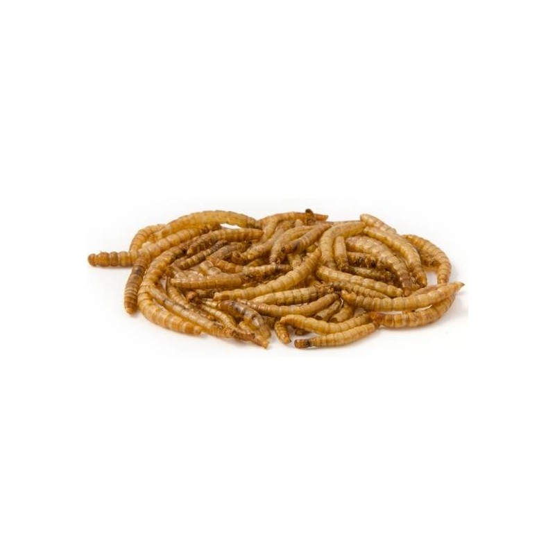 Mealworms 5 kg de vers de farine séchés pour oiseaux sauvages : :  Jardin