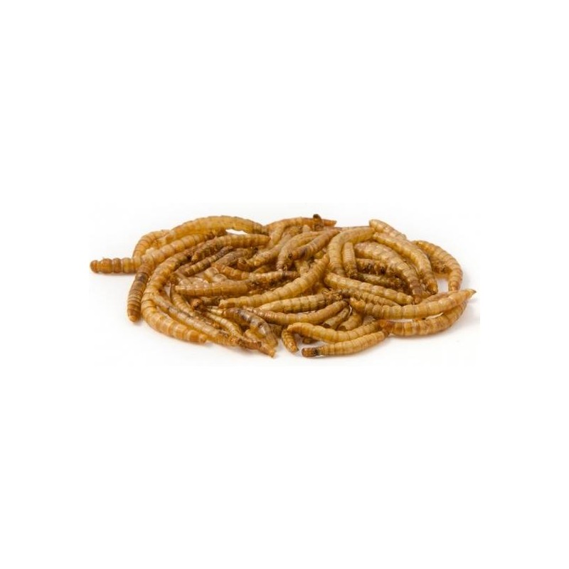 Mealworm, vers de farine déshydratés 500gr - Ornibird