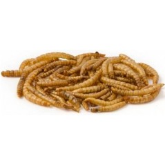 Mealworm, vers de farine déshydratés, seau de 1L - Ornibird à 4,87 € - Private Label - Ornibird - 10630-1L - Insectes