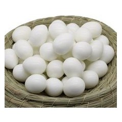 Oeuf de Canaris en plastique solide 50pcs à 5,00 € -  - 34019 - Divers