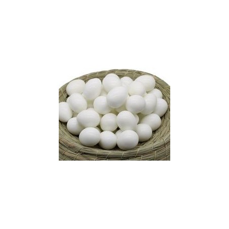 Oeuf de Canaris en plastique solide 50pcs 34019  5,00 € Ornibird