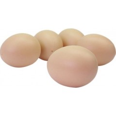 Oeuf de Poule en plastique solide 15pcs à 13,25 € -  - 34031 - Divers