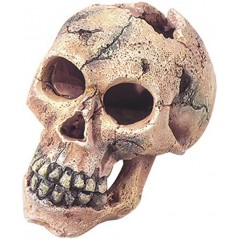 Skull S-11cm - Aqua Della à 12,95 € - Aqua Della - 236/104293 - Décoration artificielle