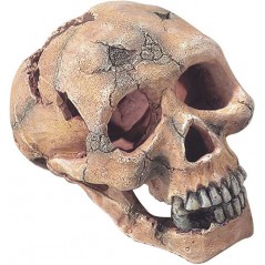 Skull L-15cm - Aqua Della à 22,95 € - Aqua Della - 236/104309 - Décoration artificielle