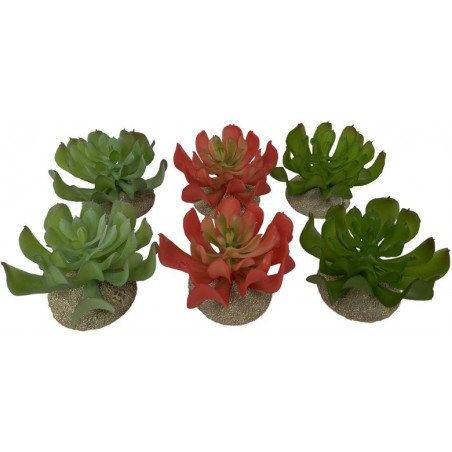 Echeveria 1 Couleurs mélangées 8,5x8x5,8cm - Exo Terra 242/465844 Exo Terra 6,89 € Ornibird