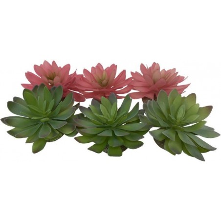 Echeveria 2 Couleurs mélangées 14x12,5x9,2cm - Exo Terra 242/465851 Exo Terra 8,38 € Ornibird