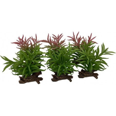 Crassula Couleurs mélangées 13x10,5x16cm - Exo Terra 242/465868 Exo Terra 9,37 € Ornibird