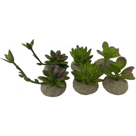 Succulentes Couleurs mélangées 8x5,8x10,5cm - Exo Terra 242/465875 Exo Terra 6,89 € Ornibird