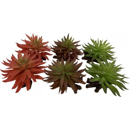 Sedum Couleurs mélangées 13x12,5x10cm - Exo Terra 242/465882 Exo Terra 9,37 € Ornibird