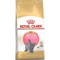 British Shorthair Kitten 2kg - Royal Canin