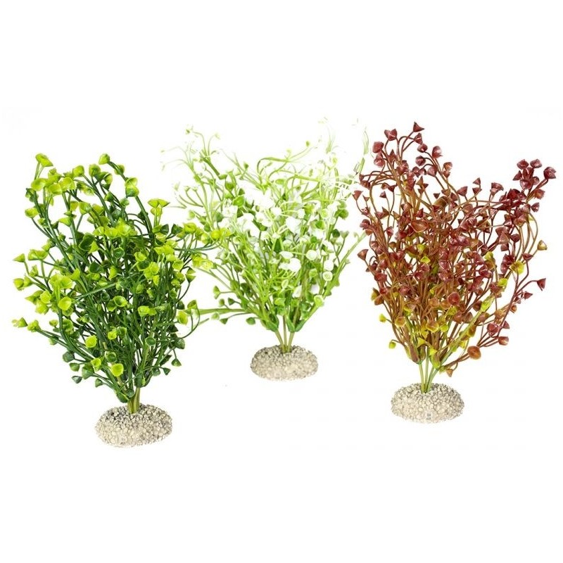 Plante Bacopa couleurs mélangées M 25cm - Aqua Della