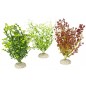 Plante Bacopa couleurs mélangées M 25cm - Aqua Della