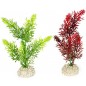 Plante Elodea Densa couleurs mélangées S 13cm - Aqua Della