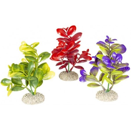 Plante Crassula couleurs mélangées M 16cm - Aqua Della à 9,45 € - Aqua Della - 242/458365 - Plantes artificielles