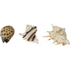 Sea Shell Mix 8,5-10cm - Aqua Della à 10,95 € - Aqua Della - 234/418932 - Décoration