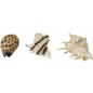 Sea Shell Mix 8,5-10cm - Aqua Della 234/418932 Aqua Della 10,95 € Ornibird