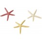 Starfish Mix S 10cm - Aqua Della 234/418918 Aqua Della 6,95 € Ornibird