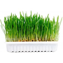 Herbe à chat kit 70g - Duvo+ à 3,95 € - Duvo + - 12800 - Natural