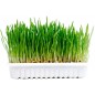 Herbe à chat kit 70g - Duvo+ 12800 Duvo + 3,95 € Ornibird