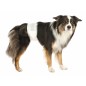 Couches pour chiens mâles L/XL 60-80cm - Trixie