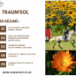 Traum'eol Gel apaisant pour les membres et les muscles, non gras 2,5L - Essence of Life