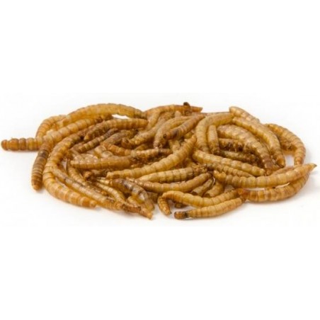 Mealworm, vers de farine déshydratés 1kg - Ornibird à 17,15 € - Private Label - Ornibird - 10630-1/kg - Insectes