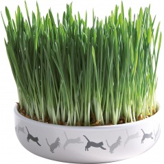 Ecuelle en céramique avec herbe à chat 15x4cm+50gr - Trixie à 7,00 € - Trixie - 42341 - Snacks