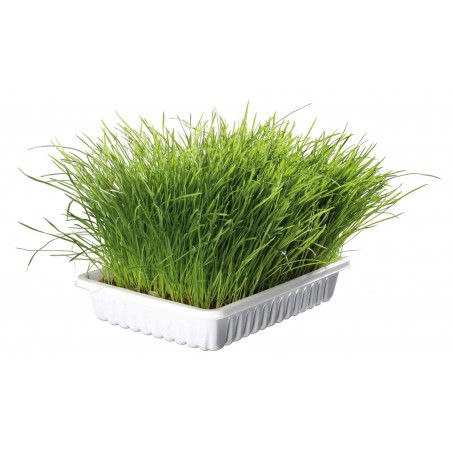 Bac d'herbe à chat, bol +/-100gr - Trixie 4235 Trixie 2,00 € Ornibird