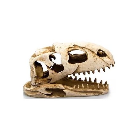 Crâne dinosaure résine 19x8x11cm - Giganterra à 14,95 € - Giganterra - G04-00206 - Décoration artificielle