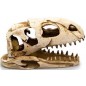 Crâne dinosaure résine 19x8x11cm - Giganterra G04-00206 Giganterra 14,95 € Ornibird