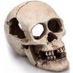 Human Skull résine 16cm - Giganterra à 11,95 € - Giganterra - G04-00271 - Décoration artificielle