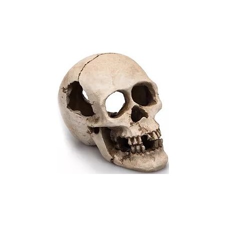 Human Skull résine 16cm - Giganterra G04-00271 Giganterra 11,95 € Ornibird