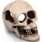 Human Skull résine 16cm - Giganterra G04-00271 Giganterra 11,95 € Ornibird