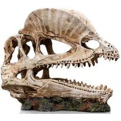 Socle Dinosaure 2 résine 19x9x14cm - Giganterra à 24,95 € - Giganterra - G04-00335 - Décoration artificielle