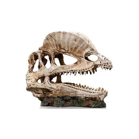 Socle Dinosaure 2 résine 19x9x14cm - Giganterra à 24,95 € - Giganterra - G04-00335 - Décoration artificielle