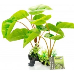 Plante sur pied Philodendron Erubescens 30cm - Giganterra G04-00232 Giganterra 10,95 € Ornibird