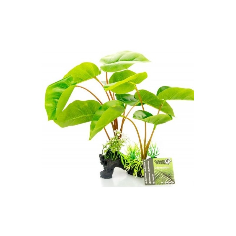 Plante sur pied Philodendron Erubescens 30cm - Giganterra