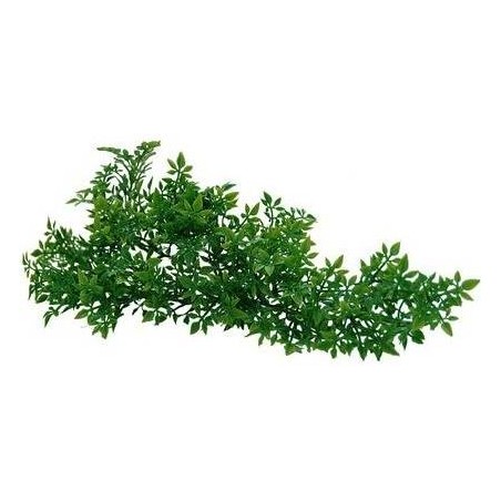 Plante porte-bonheur - Lucky Reptile à 6,10 € - Lucky Reptile - LR64541 - Plantes artificielles