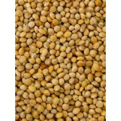 Millet rond jaune 5kg à 8,95 € - Grizo - 103065051 - Graines simples