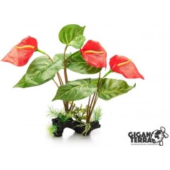 Anthurium Rouge 32cm - Giganterra G04-00244 Giganterra 10,95 € Ornibird