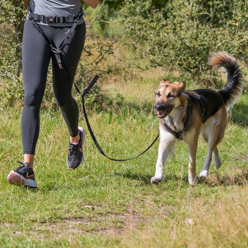 Ceinture ventrale avec laisse pour chiens de moyenne et grande tail