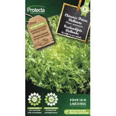 Chicorée frisée Wallonne - Cat. B - Protecta à 3,65 € -  - SE-POT-00037 - Accueil