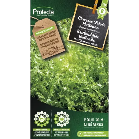 Chicorée frisée Wallonne - Cat. B - Protecta à 3,65 € -  - SE-POT-00037 - Accueil