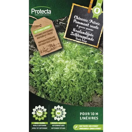 Chicorée frisée grosse pommant seule - Cat. B - Protecta à 3,65 € -  - SE-POT-00036 - Accueil
