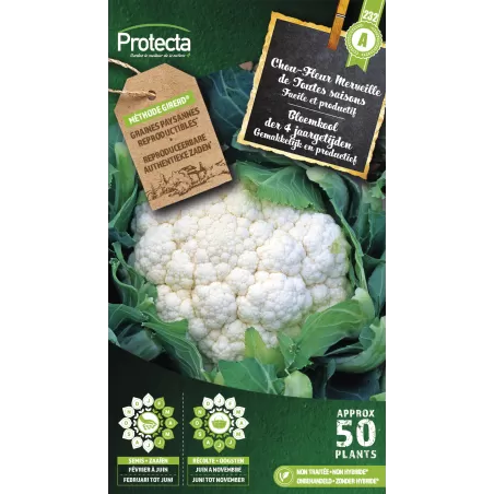 Chou Fleur Merveille de Toutes saisons - Cat. A - Protecta à 2,40 € -  - SE-POT-00048 - Accueil