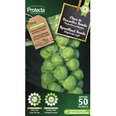 Chou de Bruxelles Sanda - Cat. A - Protecta à 2,40 € -  - SE-POT-00047 - Accueil