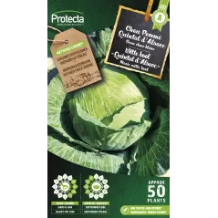 Chou cabus Quintal d'Alsace - Cat. A - Protecta à 2,40 € -  - SE-POT-00133 - Accueil